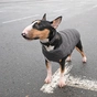 Жилет для тварин Pet Fashion "E.Vest" M2 сірий (4823082424405) - зменшене зображення 4