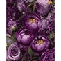 Картина по номерам Santi Чарівні півонії 40х50 см (955775) - зменшене зображення 1