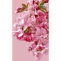 Картина по номерам Santi Spring Petals 30x50 cm (955649) - уменьшенное изображение 1