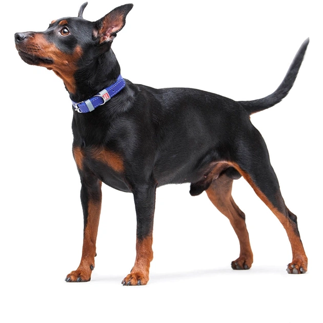 Нашийник для тварин WAUDOG Classic шкіряний 12 мм х 21-29 см фіолетовий (02029) - picture 8