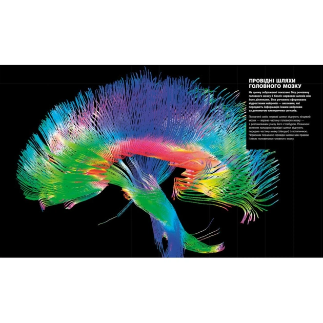 Книга Енциклопедія знань. Тіло людини - Філіп Базеліс, Пітер Крісп, Стів Хоффман Ранок (9786170993953) - изображение 5