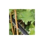 Кущоріз Bosch акумуляторний UniversalHedgeCut 18V-50 18V, 50мм, крок різу 20мм, 2.3кг (без АКБ та ЗП) (0.600.849.K00) - уменьшенное изображение 3