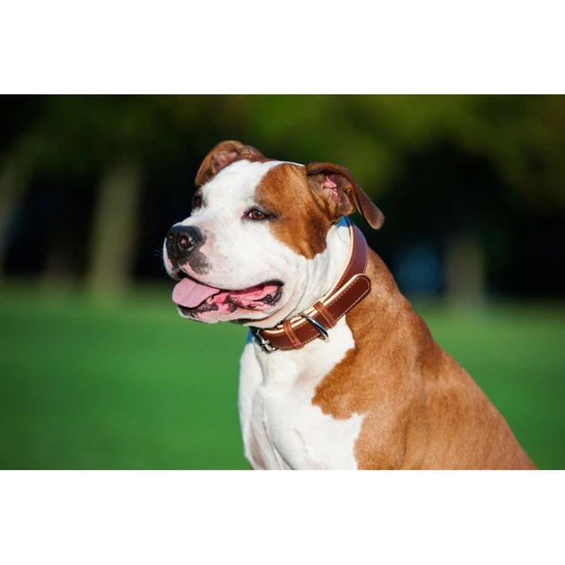 Нашийник для тварин WAUDOG Soft з QR паспортом M Ш 25 мм Д 38-49 см коричневий (7203) - picture 7