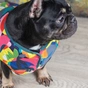 Жилет для тварин Pet Fashion "SPRING" XS принт (4823082420520) - зменшене зображення 3