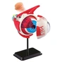 Набір для експериментів EDU-Toys Модель очного яблука збірна, 14 см (SK007) - зменшене зображення 2