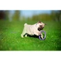 Іграшка для собак Puller Micro 13 см 2шт (6489) - зменшене зображення 7