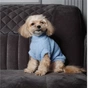 Свитер для животных Pet Fashion Ball XS2 голубой (4823082445103) - уменьшенное изображение 3