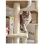 Паста для тварин GimCat Expert Line Kitten вітамінізована 50 г (4002064920191) - зменшене зображення 3