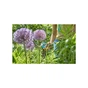 Секатор Gardena EasyCut 680 B + секатор до 18 мм Classic (арт.8754-20) (12003-30.000.00) - зменшене зображення 9