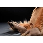 М'яка іграшка Sigikid Beasts Мавпочка 40 см (38741SK) - зменшене зображення 9