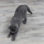 Іграшка для котів Trixie Указка лазерна Moving Light 11 см (4011905413112) - зменшене зображення 4