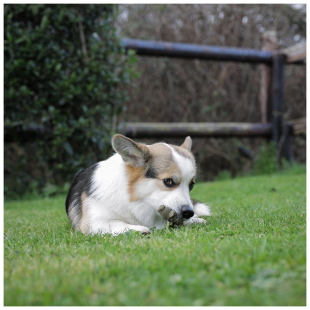 Лакомство для собак Whimzees Alligator S 24 шт (8718627752586) - изображение 6