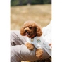 Футболка для тварин Pet Fashion Maryana XS2 (4823082439287) - зменшене зображення 10