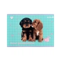 Альбом для малювання Kite Studio Pets, 24 аркуша (SP25-242) - уменьшенное изображение 9