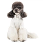 Футболка для тварин Pet Fashion Ostap XS (4823082439263) - зменшене зображення 6