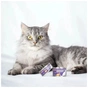 Паштет для кошек Comfy Appetit Premium Mousse с перепелом для стерилизованных 85 г (5905546345682) - уменьшенное изображение 3