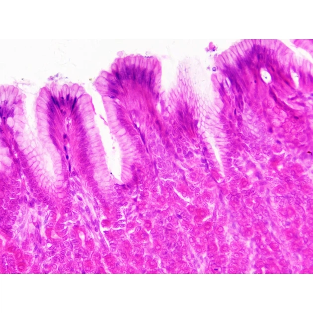 Набір мікропрепаратів Bresser Histology 30 шт (5985000) (931505) - picture 6