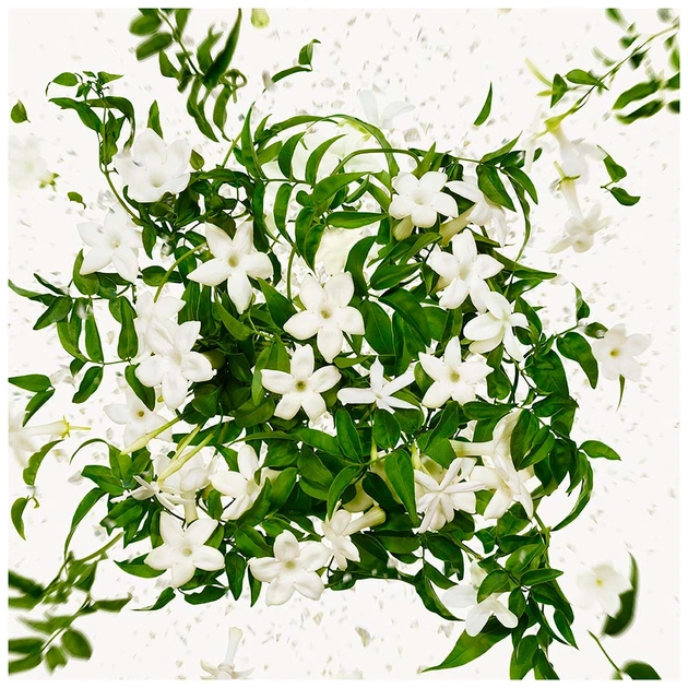 Парфумована вода Gucci Flora Gorgeous Jasmine 50 мл (3616302968534) - зображення 4