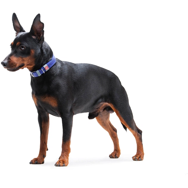 Нашийник для тварин WAUDOG Classic шкіряний 12 мм х 21-29 см фіолетовий (02029) - picture 9