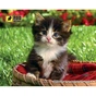 Килимок для мишки Pod Mishkou Кошеня у кошику - зменшене зображення 1