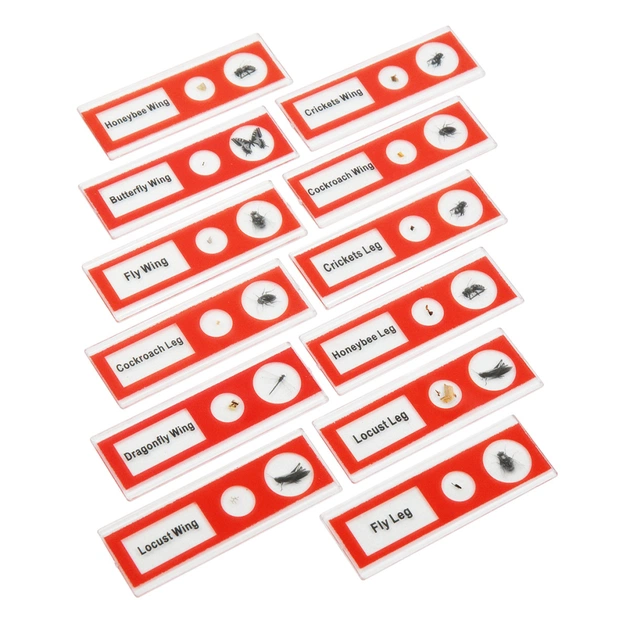 Набір мікропрепаратів Sigeta Entrance Будова комах (12 шт) (65122) - picture 4