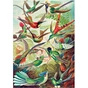Пазл GoodLoot Imagination: Ernst Haeckel Hummingbirds/Kolibry 1000 елементів (5908305246794) - уменьшенное изображение 9