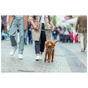 Шлея для собак Trixie CityStyle H-harness Бавовна XS–S 30–44 см 10 мм Світло-сіра (4053032682603) - зменшене зображення 3