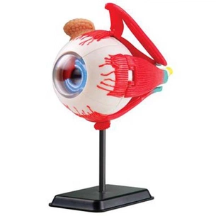 Набір для експериментів EDU-Toys Модель очного яблука збірна, 14 см (SK007) зображення 1