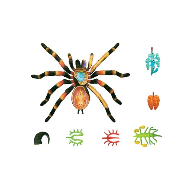 Пазл 4D Master Павук Тарантул (FM-622032) - picture 9