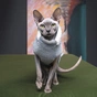Светр для тварин Pet Fashion CAT L меланж (4823082429752) - зменшене зображення 3