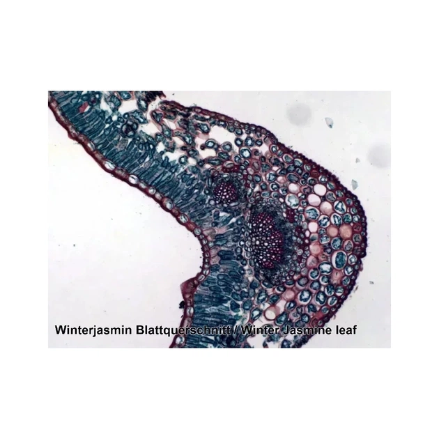 Набір мікропрепаратів Bresser 100 шт (5986003) (931508) - picture 4