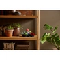 Конструктор LEGO Botanicals Сукуленти (10309-) - зменшене зображення 11