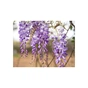 Маска для обличчя Lululun Face Mask Wisteria Flower Зволожуюча З екстрактом гліцинії 1 шт (4582305066432) - зменшене зображення 3