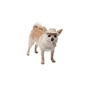 Кепка для тварин Pet Fashion Gold S (4823082446049) - зменшене зображення 5