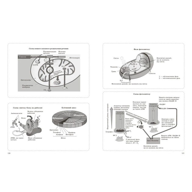 Робочий зошит НМТ 2026. Біологія. Для тестових робіт - О.В. Тагліна Ранок (9786170999269) - picture 8