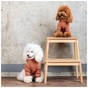 Толстовка для тварин Pet Fashion Miley XS (4823082434701) - зменшене зображення 5