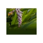 Маска для лица Lululun Premium Face Mask Okinawa Shell Ginger Успокаивающая с экстрактом имбиря 1 шт х 5 уп (4582305069518) - уменьшенное изображение 5