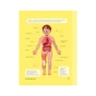 Книга Тіло людини. Розвивальні завдання для дітей - Кеті Стокс Vivat (9789669425218) - зменшене зображення 5