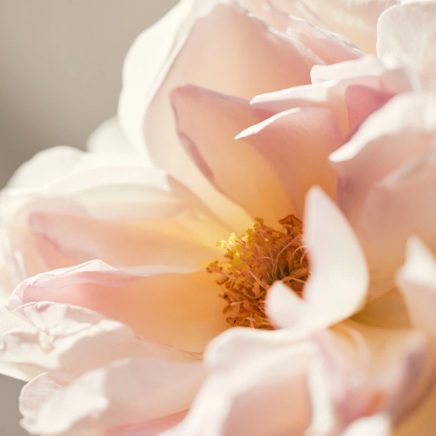 Парфумована вода Chloe L'Eau de Parfum Lumineuse 30 мл (3616303475413) - зображення 4