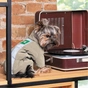 Комбінезон для тварин Pet Fashion EGO ХS2 (4823082431397) - зменшене зображення 6