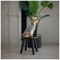Футболка для тварин Pet Fashion Tropic М (4823082445714) - зменшене зображення 5