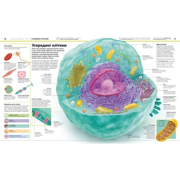 Книга Енциклопедія знань. Тіло людини - Філіп Базеліс, Пітер Крісп, Стів Хоффман Ранок (9786170993953) - изображение 3