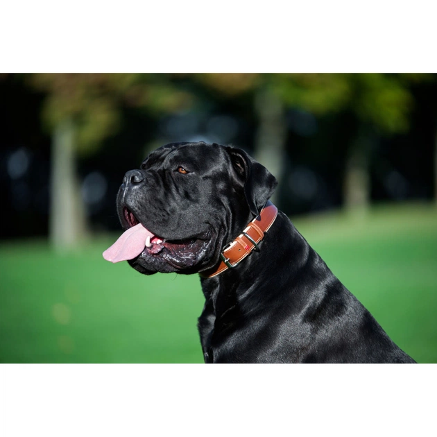 Нашийник для тварин WAUDOG Soft з QR паспортом M Ш 25 мм Д 38-49 см коричневий (7203) - picture 8