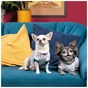 Футболка для тварин Pet Fashion Flora L біла з квітковим принтом (4823082441457) - зменшене зображення 4