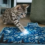Игрушка для кошек Catstages Коврик с подсветкой 43x28 см (0700603680462) - уменьшенное изображение 2