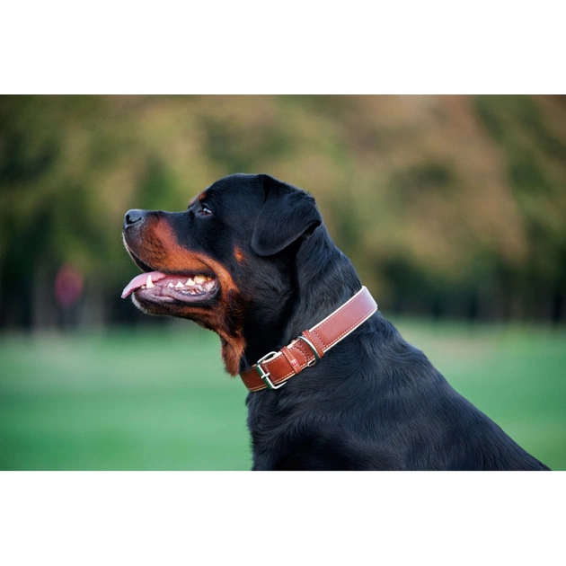 Нашийник для тварин WAUDOG Soft з QR паспортом M Ш 25 мм Д 38-49 см коричневий (7203) - picture 4