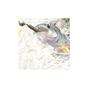 Силікон рибальський Keitech Swing Impact 2.5" (10 шт/упак) ц:101 green pumpkin pp. (1551.05.08) - зменшене зображення 2