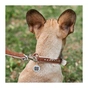 Нашийник для тварин WAUDOG Soft з QR паспортом металічні прикраси XS коричневий (7195) - уменьшенное изображение 4