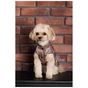 Жилет для тварин Pet Fashion Hardy ХS2 (4823082437535) - зменшене зображення 9