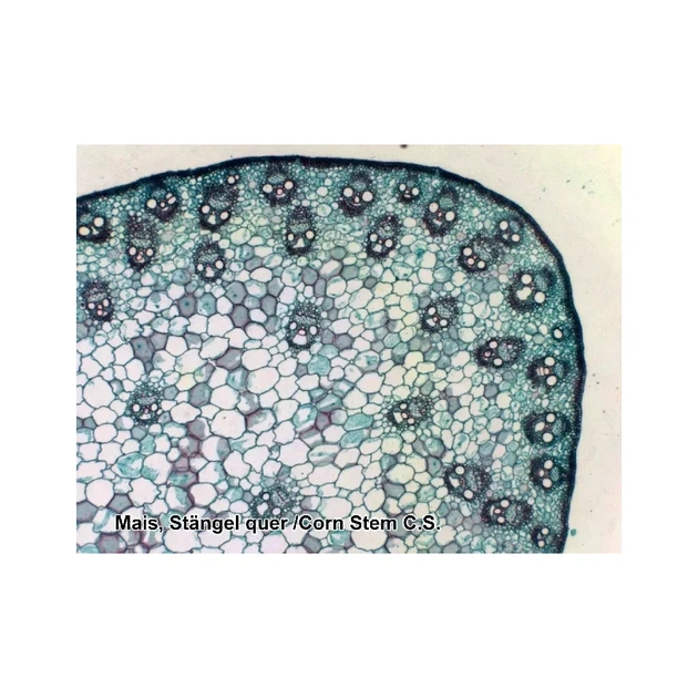 Набір мікропрепаратів Bresser 100 шт (5986003) (931508) - picture 5